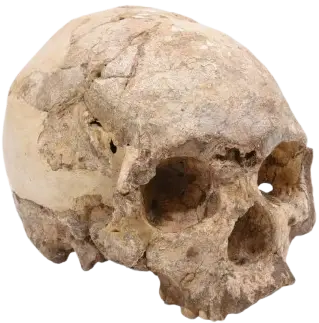 Homo Wajakensis